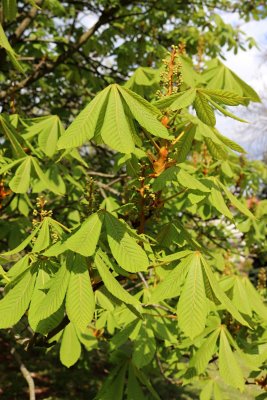 Aesculus hippocastanum - jírovec maďal - list jaro (41)